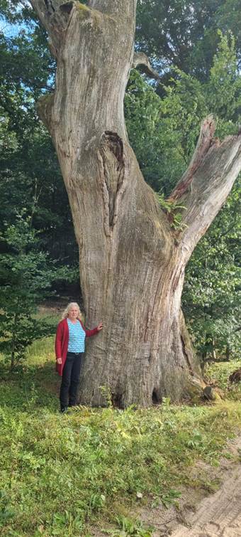 Ein Bild, das drauen, Pflanze, Baum, Gras enthlt.