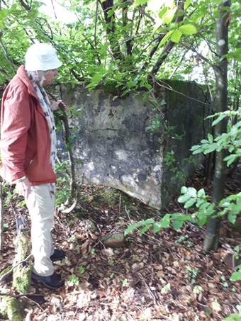 Ein Bild, das drauen, Himmel, Pflanze, Wolke enthlt.